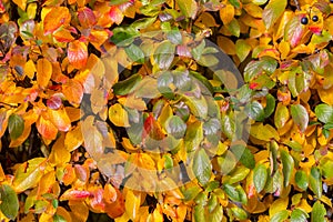 Bright yellow autumn leaves of black chokeberry