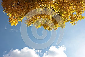 Bright yellow autumn leaves on blue sky background. Copy space, selective focus. Natural frame