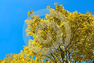 Bright yellow autumn leaves of a tree on a blue sky