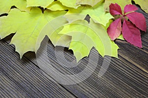 Bright yellow autumn maple leaves and red grape leaves on a dark wooden background with copy space for text