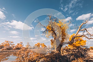 Bright Yellow Autumn Tree Alone on River Field Blue Skies Dramatic Nature Imagery