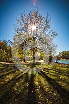 Bright Yellow Autumn Tree Alone on River Field Blue Skies Dramatic Nature Imagery