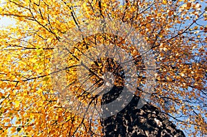 Bright Yellow Autumn Tree Leaves