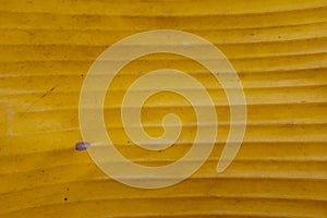 Bright yellow banana leaf background backdrop. Natural pattern.