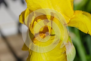 Bright yellow beaded iris with iridescent petals