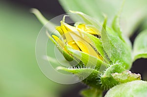 Bright Yellow Beautifull Sun Flowerbud photo