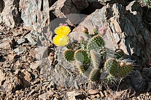 Bright yellow beaver tail cactus flowers and rocks