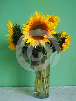 Bright yellow big sunflowers in glass vase on dark table on light texture background.
