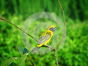 Bright yellow birds on the branches Blurred background in green tones. It is Asian Golden-Weaver. And has a scientific name: