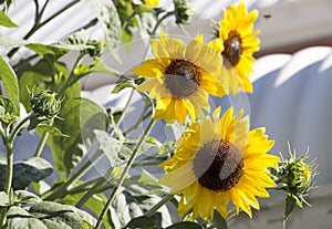 Bright yellow black centered Sunflower (Helianthus annuus)