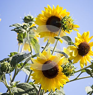 Bright yellow black centered Sunflower (Helianthus annuus)