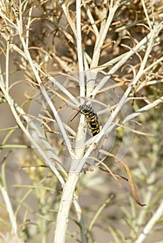 Bright Yellow & Black Longhorn Beetle, Agricultural Endemic Pest