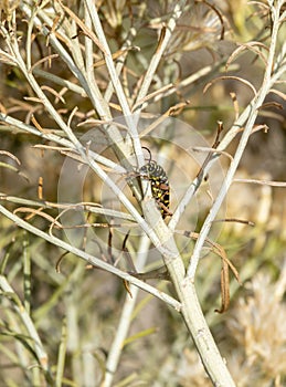 Bright Yellow & Black Longhorn Beetle, Agricultural Endemic Pest