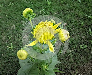 Bright yellow blooming Dahlia flower bud in park with green background