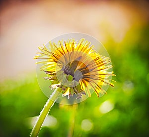 A bright yellow blooming dandelion flower on a long green stem, illuminated by sunlight in the summer