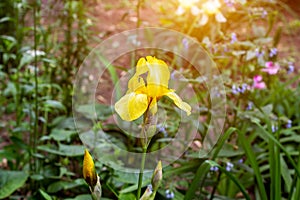 Bright yellow blooming Irises xiphium Bulbous iris, sibirica on green leaves ang grass background in the garden