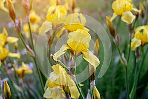 Bright yellow blooming Irises xiphium Bulbous iris, sibirica on green leaves ang grass background in the garden