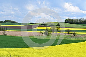 bright yellow blooming oilseed fields around the swamp in ThÃ¼rer Wiesen, May 2021