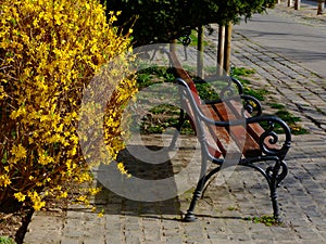 Bright yellow blooming spring golden rain bush and empty wooden bench. Coronavirus concept.