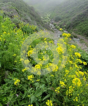 Bright yellow blooms of the black mustard plants along Garrapata Trail. Calla Lily Valley in Big Sur, CA, USA