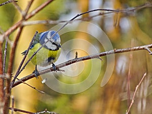 A bright yellow-blue bird sits in a tree - Eurasian blue tit