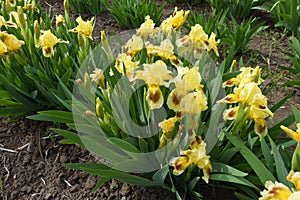 Bright yellow and brown flowers of bearded irises