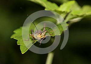 Bright yellow and brown grasshopper feeding on a leaf.