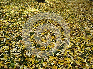 Bright yellow brown leaves covering the ground in autumn 2019