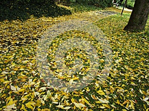 Bright yellow brown leaves covering the ground in autumn 2019