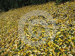 Bright yellow brown leaves covering the ground in autumn 2019