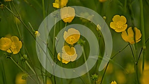 Bright yellow buttercup flowers in a green field