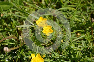 Bright yellow buttercup in green grass in early spring