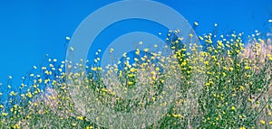 Bright yellow buttercups on a blue sky background