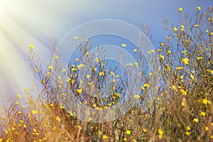 Bright yellow buttercups, golden-cup photo