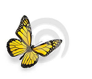 Bright Yellow Butterfly Isolated on White