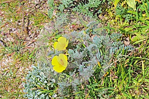 Bright yellow California poppy flowers at Asilomar State beach i photo