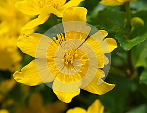 Bright yellow Caltha flowers on green leaves background close up. Caltha palustris, known as marsh-marigold and kingcup flowers.