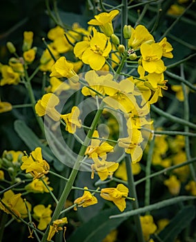 Bright Yellow Canola in Bloom