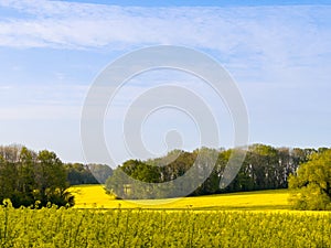 Bright yellow canola stretch toward the horizon, over blue sky