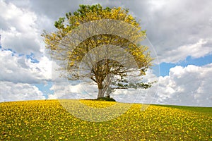 Bright yellow carpet of flowers of the poui tree in Jamaica