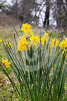 Bright yellow cheerful Easter daffodils blooming in early spring in Julian, California, vertical format