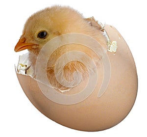 Bright yellow chick coming out of an egg