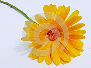 Bright yellow Chrysanthemum Daisy flower