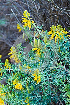 Bright yellow clusters of sunny wildflower blooms with minty green leaves