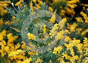 The bright yellow color of Broom `Genista Spachiana` flowers