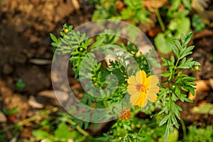 Bright yellow color Cosmos sulphureus blooming among blurred green leaves and garden soil ground background under sunlight