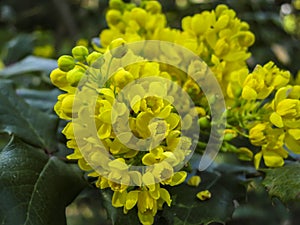 Bright yellow color of flowers Mahonia Aquifolium against the dark green of the plant.