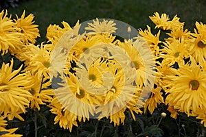 Bright yellow color of Single mum `Peggy Stevens` flower