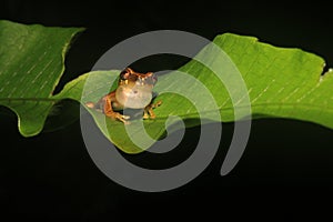 A bright yellow colored Dendropsophus bifurcus with golden spots inflating his keelsack