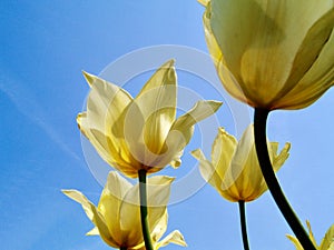 Bright yellow colored tulips against a background of a blue sky